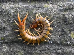 Attēlu rezultāti vaicājumam “Myriapoda”
