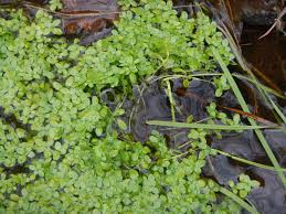 Attēlu rezultāti vaicājumam “Callitriche verna leaf”