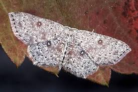 Attēlu rezultāti vaicājumam “Cyclophora pendularia”