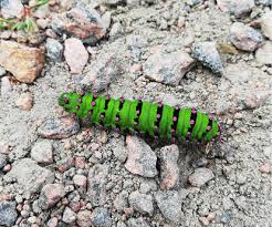 Attēlu rezultāti vaicājumam “Saturnia pavonia larva”