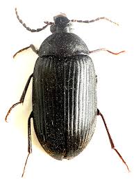 Attēlu rezultāti vaicājumam “Prionychus ater”