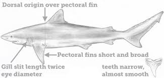 Image result for Carcharhinus isodon