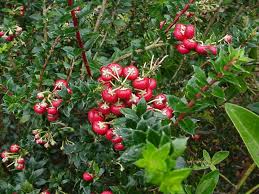 Attēlu rezultāti vaicājumam “Gaultheria cuneata”