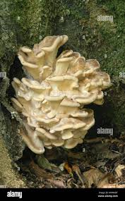 Attēlu rezultāti vaicājumam “Grifola frondosa”