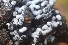 Attēlu rezultāti vaicājumam “Didymium squamulosum spores”