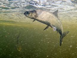 Image result for Coregonus huntsmani