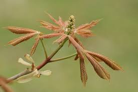 Attēlu rezultāti vaicājumam “Aesculus flava leaf”