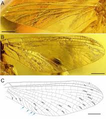 Attēlu rezultāti vaicājumam “Aphodius subterraneus imago”