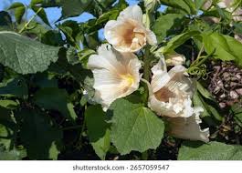 Attēlu rezultāti vaicājumam “Alcea rosea bud”