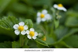 Attēlu rezultāti vaicājumam “Fragaria moschata flower”