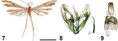 Attēlu rezultāti vaicājumam “Platyptilia sp.”