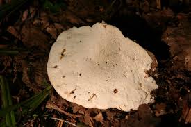 Attēlu rezultāti vaicājumam “Trametes gibbosa”