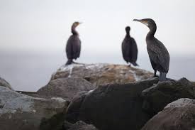 Image result for Phalacrocorax carbo