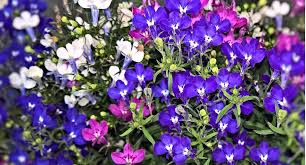 Image result for Männertreu