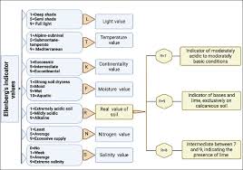 Attēlu rezultāti vaicājumam “Leiocolea rutheana cells”