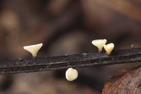 Attēlu rezultāti vaicājumam “Hymenoscyphus fraxineus”