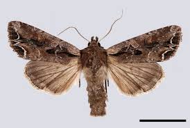 Attēlu rezultāti vaicājumam “Lacanobia suasa”