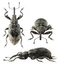 Attēlu rezultāti vaicājumam “Anthonomus pomorum”