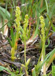 Attēlu rezultāti vaicājumam “Hammarbya paludosa leaf”