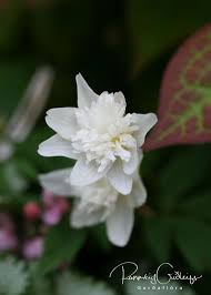 Attēlu rezultāti vaicājumam “Anemone nemorosa leaf”
