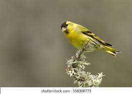 Attēlu rezultāti vaicājumam “Carduelis spinus male”