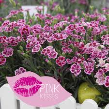 Image result for Dianthus