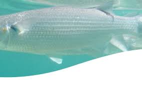 Image result for Chelon saliens