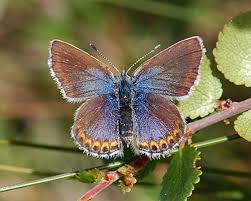 Attēlu rezultāti vaicājumam “Plebejus idas female”