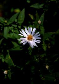 Attēlu rezultāti vaicājumam “Symphyotrichum x salignum leaf”