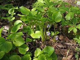 Attēlu rezultāti vaicājumam “Viola mirabilis leaf”