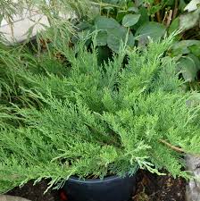 Attēlu rezultāti vaicājumam “Juniperus sabina”