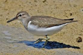 Attēlu rezultāti vaicājumam “Actitis hypoleucos adult”