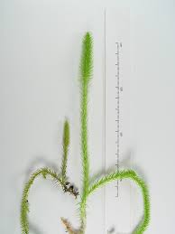 Attēlu rezultāti vaicājumam “Lycopodiella inundata”