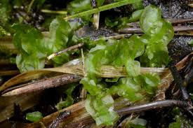 Attēlu rezultāti vaicājumam “Moerckia hibernica”