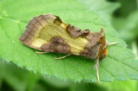 Attēlu rezultāti vaicājumam “Diachrysia tutti”