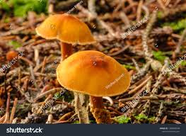 Attēlu rezultāti vaicājumam “Gymnopilus picreus”
