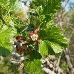 Attēlu rezultāti vaicājumam “Ribes uva-crispa flower”