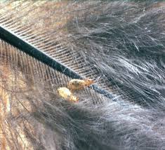 Attēlu rezultāti vaicājumam “Phthiraptera”