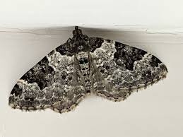 Attēlu rezultāti vaicājumam “Xanthorhoe fluctuata”