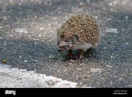 Attēlu rezultāti vaicājumam “Erinaceus roumanicus”