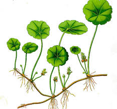 「香菇草」的圖片搜尋結果