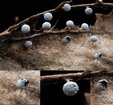 Attēlu rezultāti vaicājumam “Physarum alexandrowiczii spores”