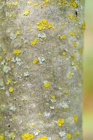 Attēlu rezultāti vaicājumam “Tilia tomentosa”