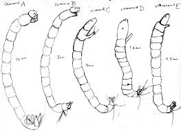 Attēlu rezultāti vaicājumam “Chironomidae larvae”