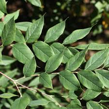 Attēlu rezultāti vaicājumam “Gymnocladus dioicus”