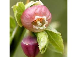 Attēlu rezultāti vaicājumam “Vaccinium myrtillus flower”