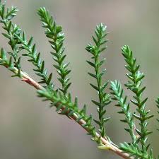 Attēlu rezultāti vaicājumam “Calluna vulgaris leaf”
