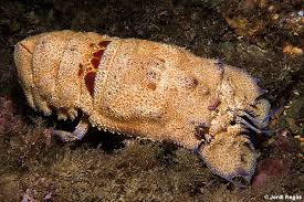 Image result for Scyllarides latus