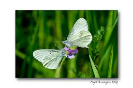 Attēlu rezultāti vaicājumam “Leptidea sinapis”