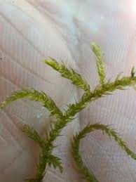 Attēlu rezultāti vaicājumam “Sciuro-hypnum curtum”